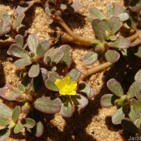 Portulaca oleracea L.